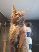 Maine coon pure race à réservé