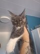 Maine coon pure race Disponible