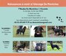 Chiot beauceron à vendre