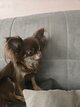 Mini Chihuahua femelle poils long