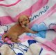 Bébés cocker anglais nés et élevés dans la...