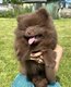 Chiots spitz nains à vendre