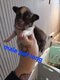 Chihuahua male