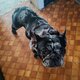 Bouledogue français