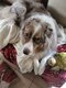 Berger australien male de 4 ans à donner