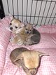 Chiots Chihuahua