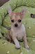 Chiots Chihuahua