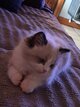 Magnifique ragdoll seal bicolore
