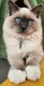 Magnifique mâle birman