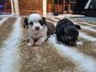 Chihuahua a réserver
