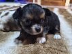 Chihuahua a réserver
