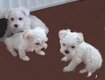 Bichons superbes chiots à v
