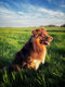 Magnifique Berger Australien pour saillie