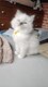 Ragdoll chatons