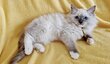 Ragdoll chatons