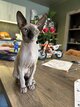 Chaton sphynx à vendre