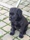 Labrador