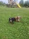 Cavalier King Charles