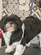 Sublime Shih Tzu du Temple de Maya