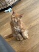 5 chatons