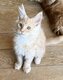 1 chaton
