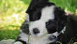 Border collie