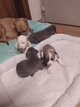 Chiots Levrier Whippet Windhond Windhunde