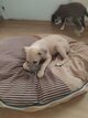 Chiots Levrier Whippet Windhond Windhunde