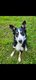 Border collie tricolore