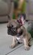 2 chiots mâles Bouledogue Français à vendre
