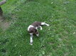 Petit chiot munsterlander