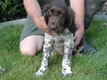 Petit chiot munsterlander