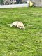 Chiot de 6 mois
