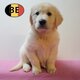 Chiots Golden Retriever à vendre   Douceur et...