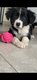 Chiot border collie