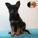 Chiots Berger Allemand à vendre   Force et...