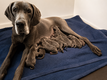 Bébés Dogue allemand