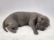Bébés Dogue allemand