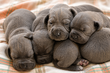 Bébés Dogue allemand