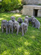 Bébés Dogue allemand