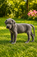 Bébés Dogue allemand