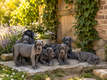 Bébés Dogue allemand