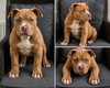 American bully type standaard
