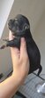 Chiot chihuahua