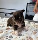 Chiot chihuahua
