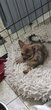 Chiot chihuahua