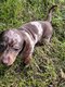 Adorable chiot teckel Arlequin
