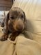 Adorable chiot teckel Arlequin