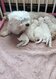 Chiots Bichons Maltais