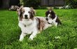 ❤️ Magnifiques chiots BAM testés ❤️